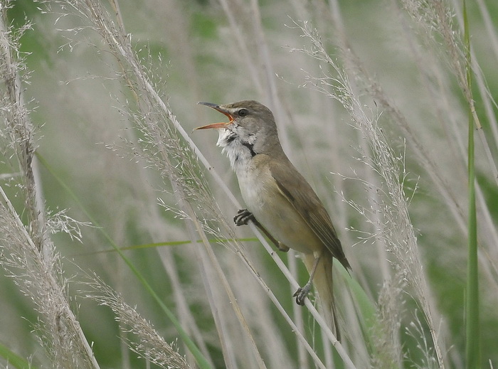 Canoro cannareccione  - Acrocephalus arundinaceus